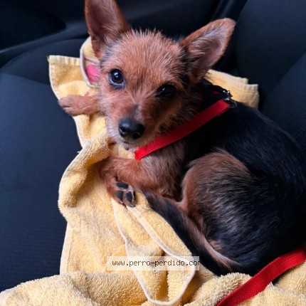 Foto 1/1 Kiki Perro perdido en Mexico
