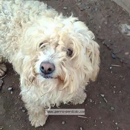 Foto 1/1 Mia Perro perdido en La Serena Las Companias Altas
