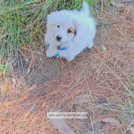 Foto de perro perdido en Los Sangeles