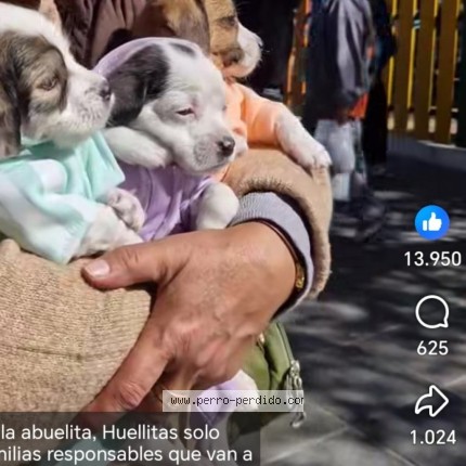 Foto de perro perdido en Mexuco