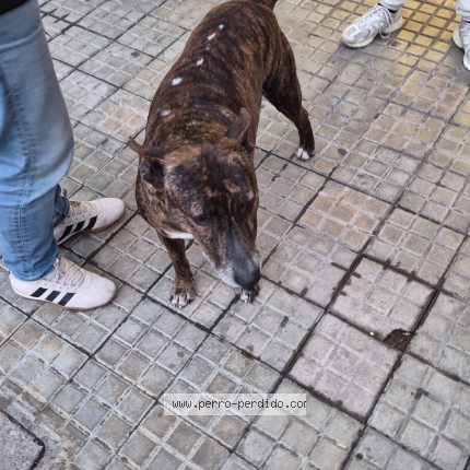 Foto 1/1 Perro encontrado Encontrado en Montevideo