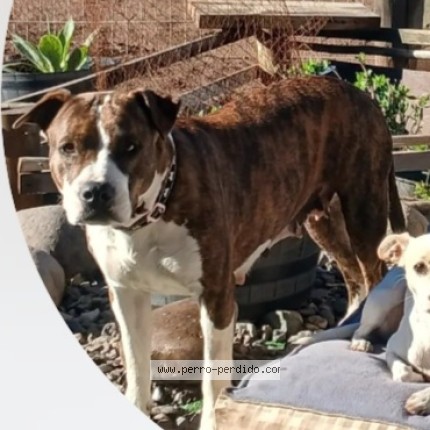 Foto 1/1 BRUNA Perro perdido en Puchuncavi