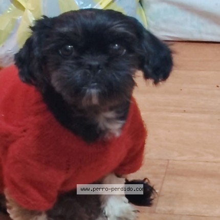 Foto 1/1 Tilsa Perro perdido en Lima Lince
