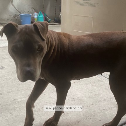 Foto 1/2 Cookie Perro perdido en Tlalpan