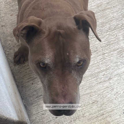 Foto 2/2 Cookie Perro perdido en Tlalpan