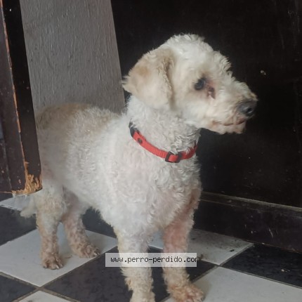 Foto 1/1 Perro encontrado Encontrado en Zapopan