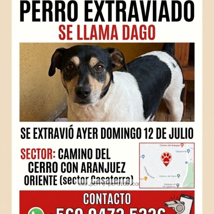 Foto 1/1 Dago Perro perdido en Quilicura