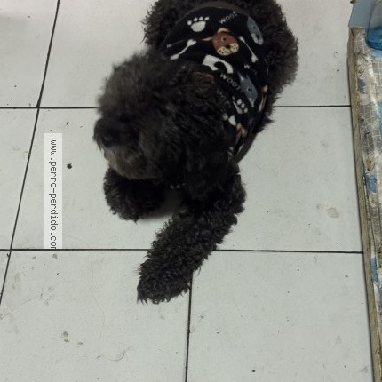 Foto 1/1 Perro encontrado Encontrado en Santiago