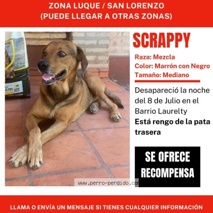 Foto 1/1 Scrappy Perro perdido en Luque