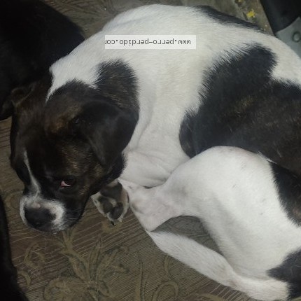 Foto 1/1 kumi Perro perdido en Santiago