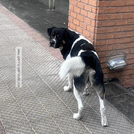 Foto 1/1 Perro encontrado Encontrado en Santiago