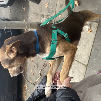 Foto de perro encontrado en San Martin