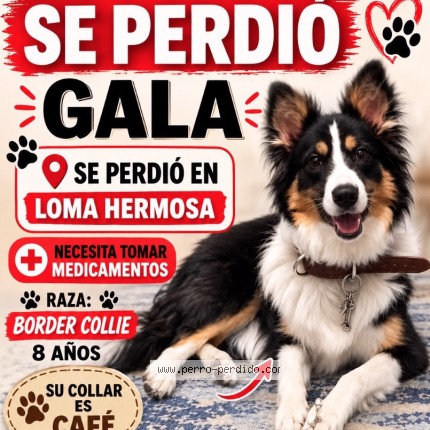 Foto 1/1 GALA Perro perdido en Cdmx