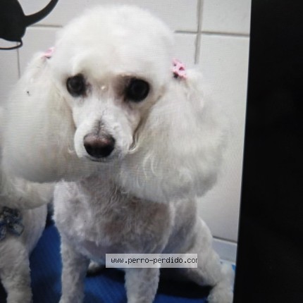 Foto 1/1 Sol Perro perdido en Santiago La Granja