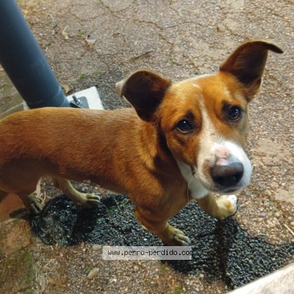 Foto 1/1 Perro encontrado Encontrado en Montevideo