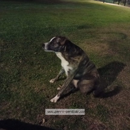 Foto 1/1 Perro encontrado Encontrado en Montevideo