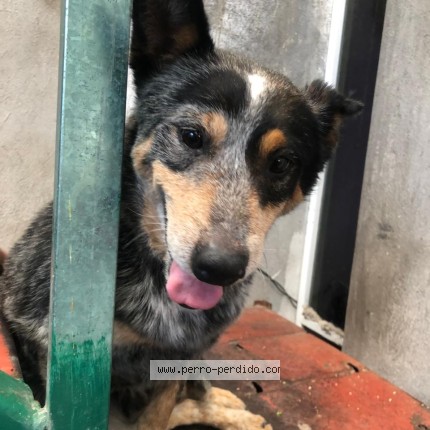 Foto 1/1 Rafa Perro perdido en Huehuetoca