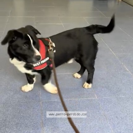 Foto 1/1 Peco Perro perdido en Santiago De Compostela