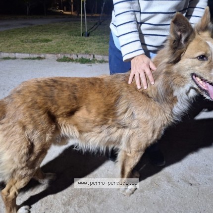 Foto de perro encontrado en Penalolen