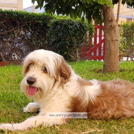 Foto 1/1 Tim Perro perdido en Callao
