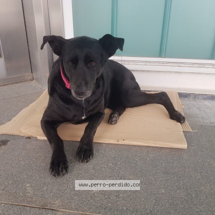 Foto 1/1 Perro encontrado Encontrado en Caba