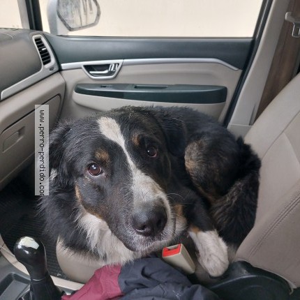 Foto 1/1 Perro encontrado Encontrado en Santiago