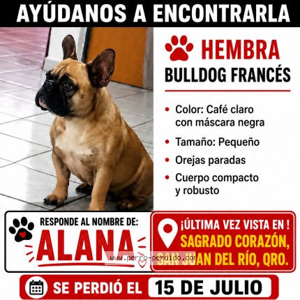 Foto 1/1 Alana Perro perdido en Cerro Gordo
