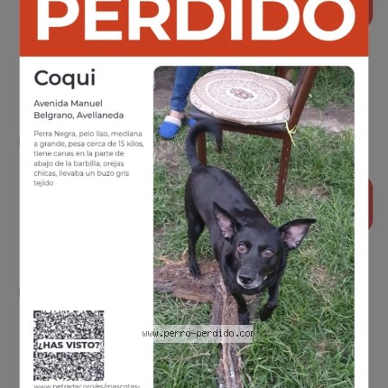 Foto 1/1 Perro encontrado Perdido en Buenos Aires
