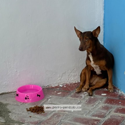 Foto 1/1 Perro encontrado Encontrado en Merida