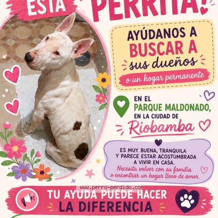 Foto 1/1 Perro encontrado Encontrado en Riobamba