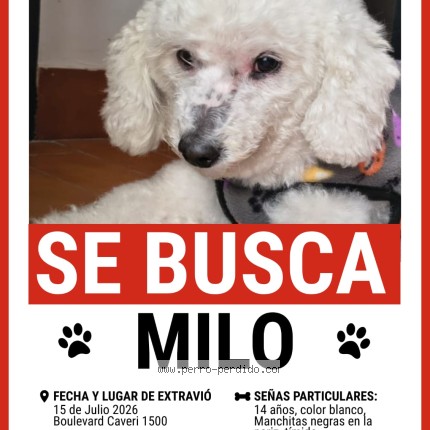 Foto 1/1 milo Perro perdido en Moreno