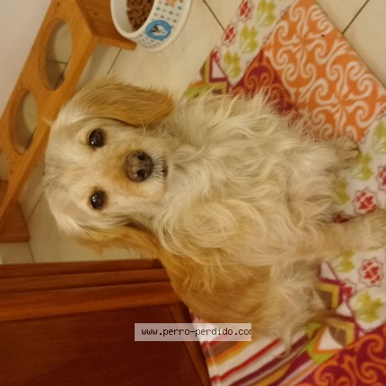 Foto 1/1 Perro encontrado Encontrado en Monte Grande