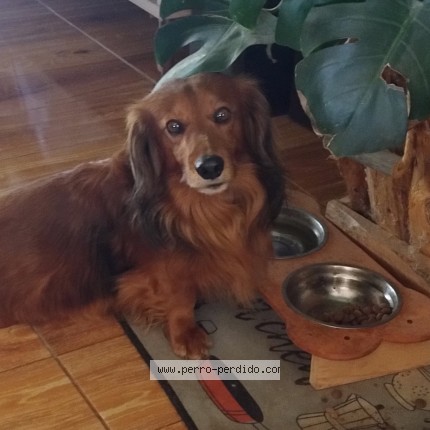 Foto 1/1 DONY Perro perdido en El Manzano Cajon Del Maipo