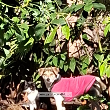 Foto 1/1 RUFUS Perro perdido en Lomas De Zamora