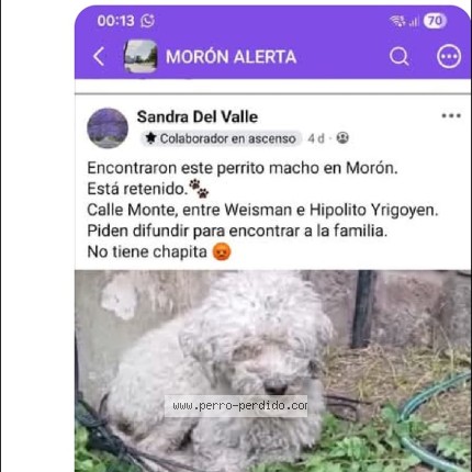 Foto 1/1 goyo Perro perdido en Moron