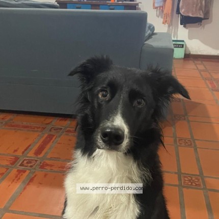Foto 1/1 Perro encontrado Perdido en Jose Marmol