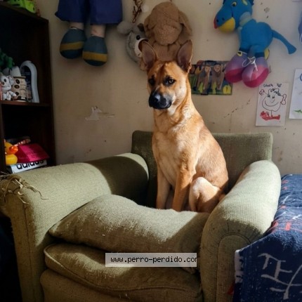 Foto 1/1 Rufo Perro perdido en Bogota