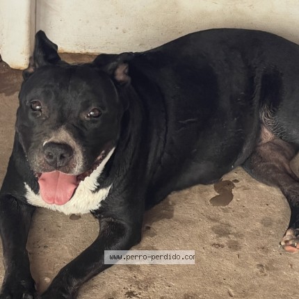 Foto 1/1 Lola Perro perdido en Los Mochis