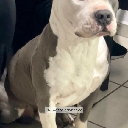 Foto 1/1 Hashi Perro perdido en Los Mochis
