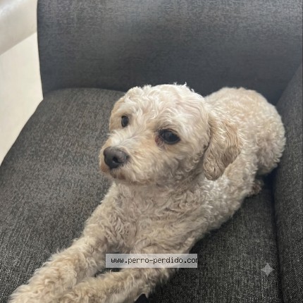 Foto de perro perdido en Maipu