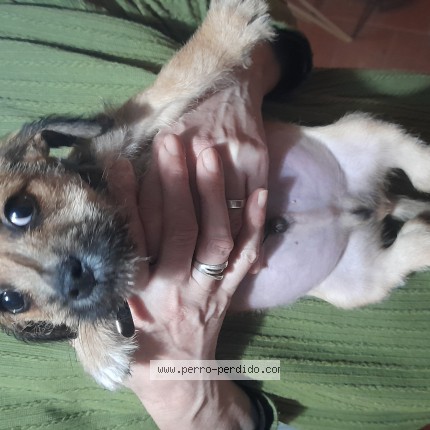 Foto 1/1 Perro encontrado Encontrado en Vicente Lopez Gba Norte Argent