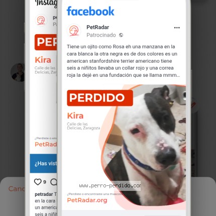 Foto 1/1 kira Perro perdido en Zaragoza