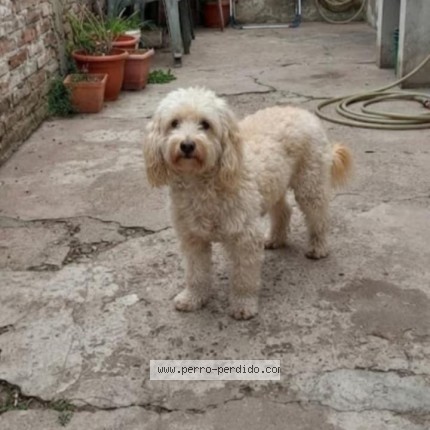 Foto de perro perdido en Jose C Paz
