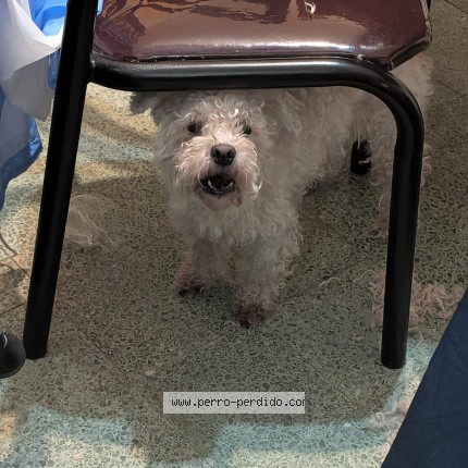 Foto 1/1 Bartolo Perro perdido en Rosario
