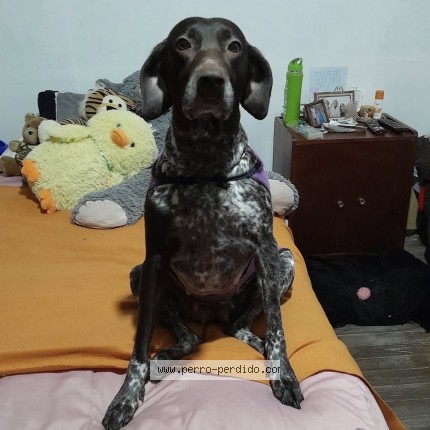 Foto 1/1 Perro encontrado Perdido en Caba