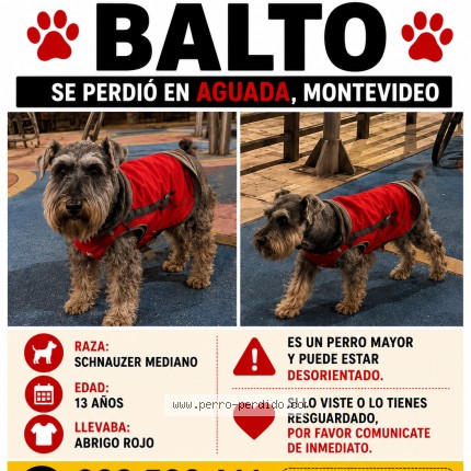 Foto 1/1 Perro encontrado Perdido en Montevideo