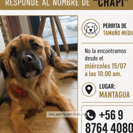 Foto 1/1 chapi Perro perdido en Concon