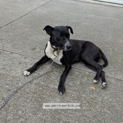 Foto 1/1 Perro encontrado Encontrado en Benito Juarez