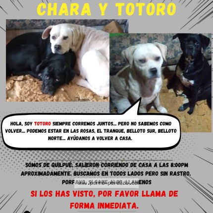 Foto 1/1 Totoro Perro perdido en Valparaiso