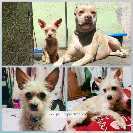 Foto 1/1 Chiquistrifis Perro perdido en Ciudad De Mexico